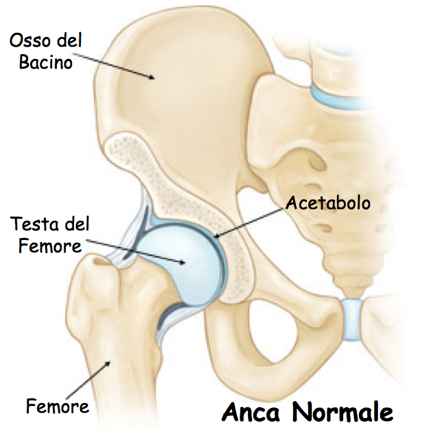 Conflitto Anca