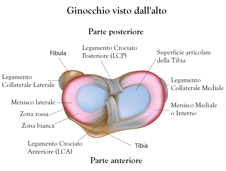 anatomia ginocchio -lesioni-menisco