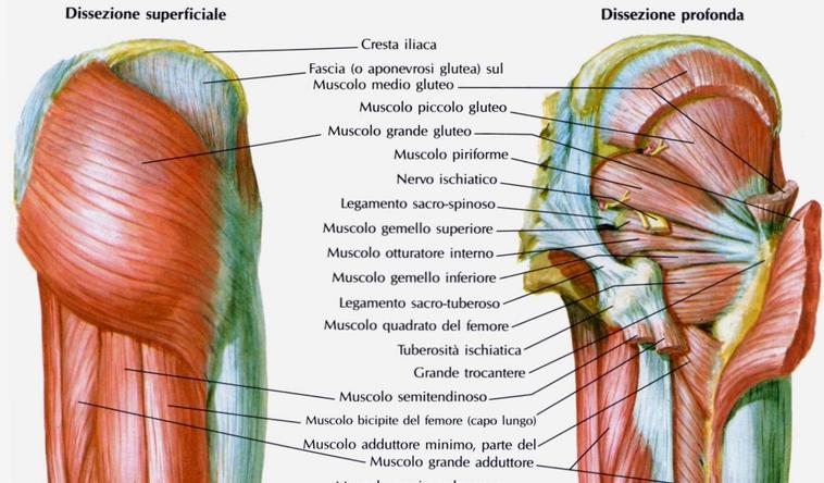 bacino muscoli